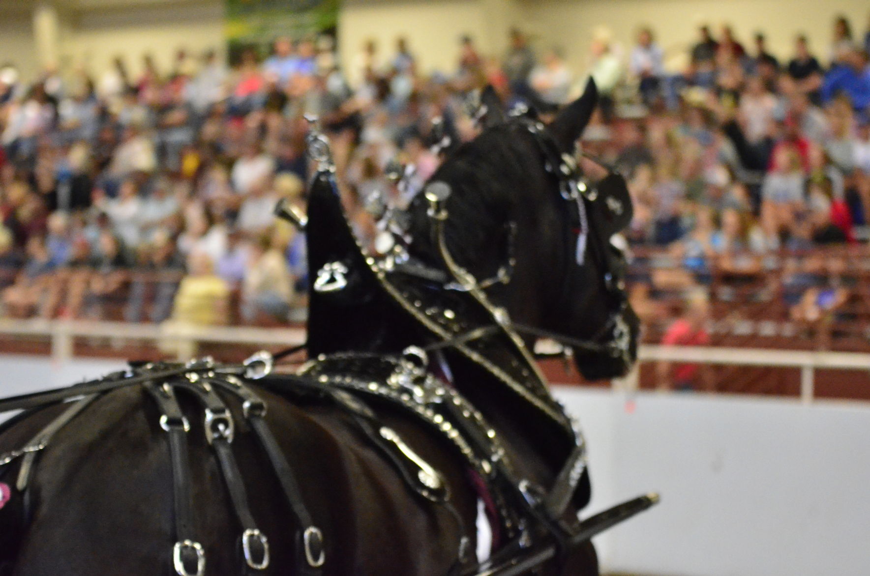 8-25-19 Draft Horse Hitch Final (31).JPG